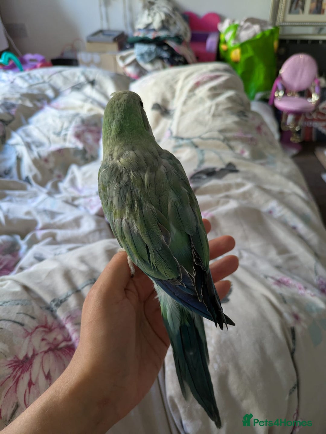Parakeets birds for sale: Cute Quaker parrots hand reared male and female - Image 31