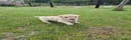 Golden Retriever dogs for sale: KC Registered Golden Retrievers- DNA Health Tested - Advert 12
