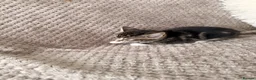 Mixed Breed cats for sale: 3 little kittens looking for a new home - Advert 7