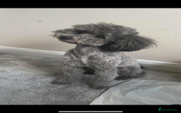 Toy Poodle dogs for stud: Silver toy poodle stud health tested  - Image 1