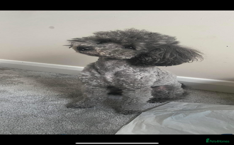 Toy Poodle dogs - Advert 8
