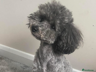 Toy Poodle dogs - Advert 16