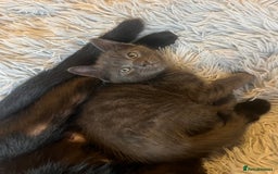 Bengal cats for sale: British shorthair kittens  - Image 4