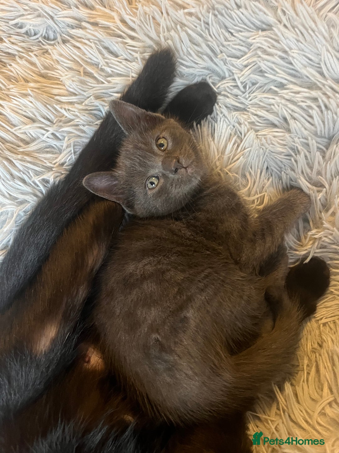 Bengal cats for sale: British shorthair kittens  - Image 4