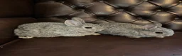 Netherland Dwarf rabbits for sale: 2 handsome pure bred Netherland Dwarf rabbits - Advert 22