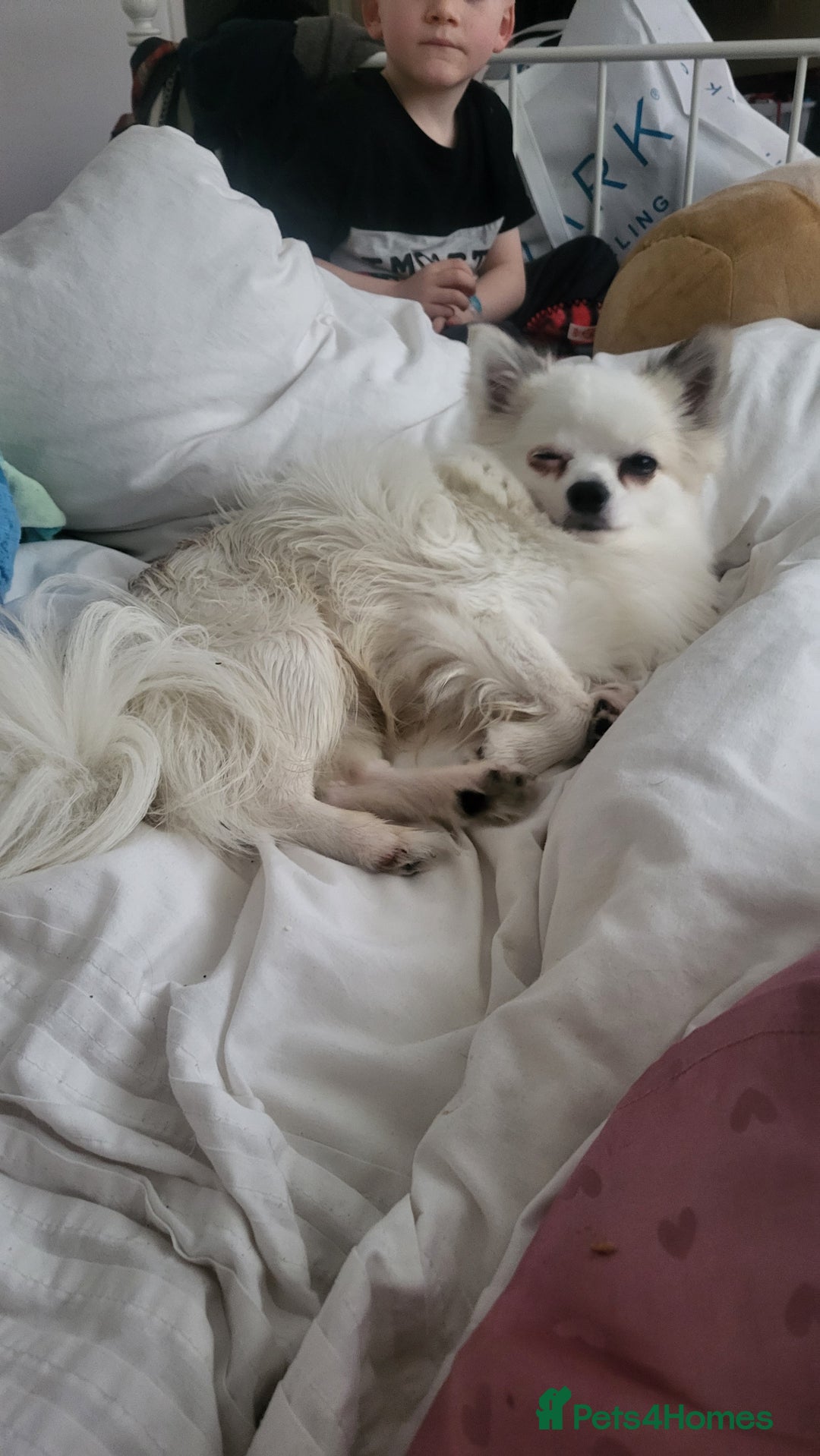 Pomchi dogs for stud: 2yr old Pomchi for Stud - Advert 2