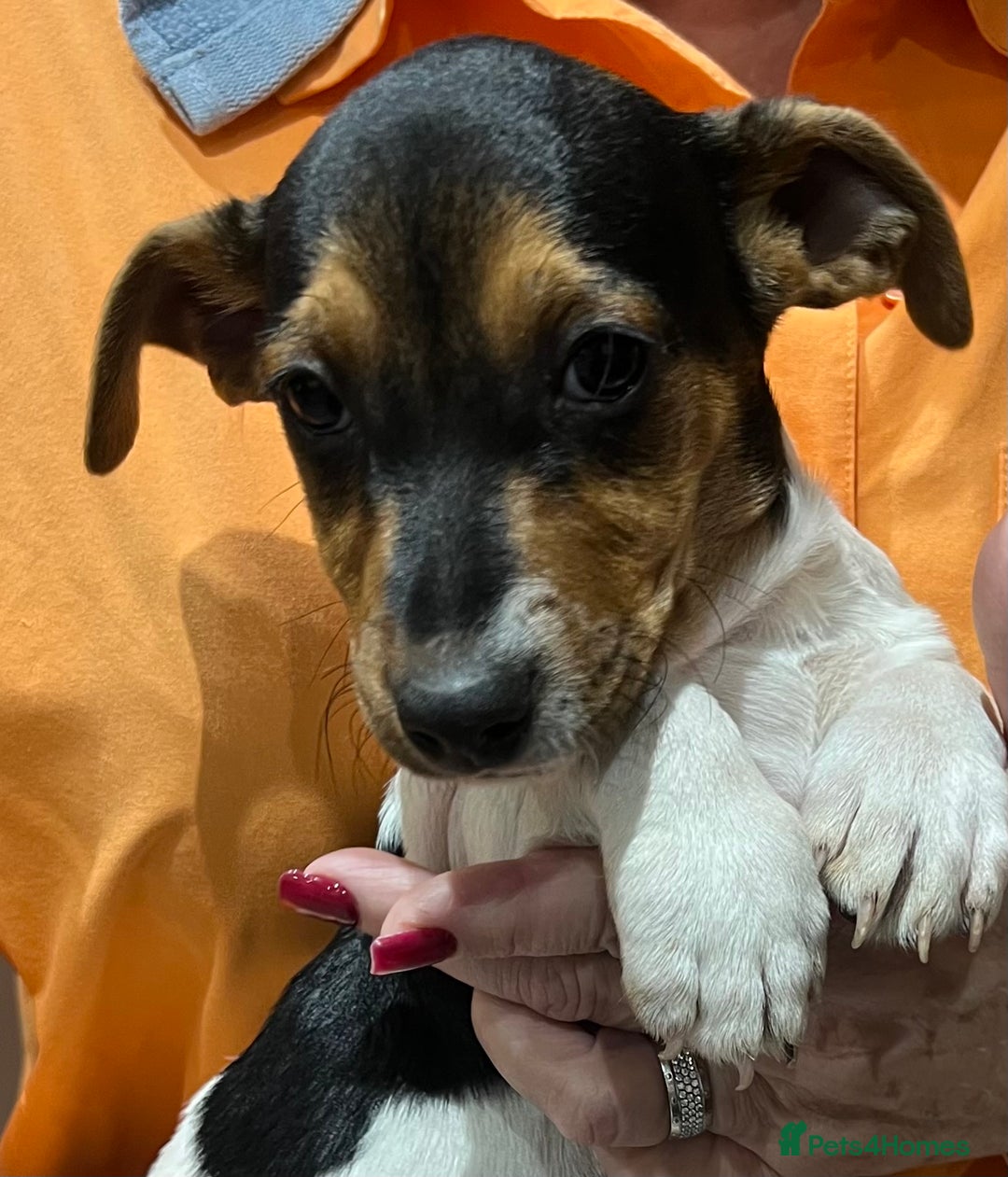Jack Russell dogs for sale: 3 STUNNING JACK RUSSLE PUPPIES  - Image 11