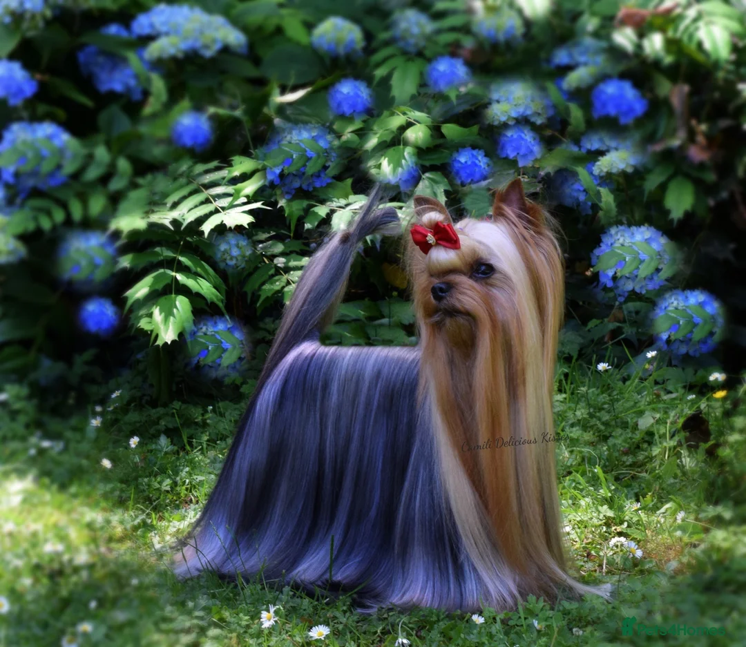 Yorkshire Terrier dogs for stud: 💚Yorkshire terrier sweet boy KC reg 💚 in Liverpool - Advert 3