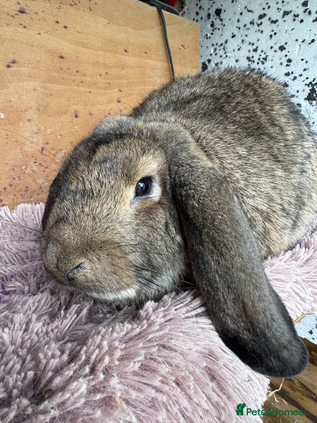 French Lop rabbits for sale: Purebreed French Lop Girl for sale  - Advert 8