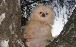 Pomeranian dogs for sale: Beautiful Cream Pomeranian Girl - 1 Year Old - Image 2