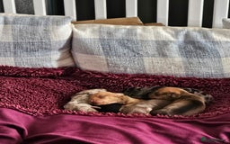 Dachshund dogs for sale: Dashound puppies for sale.  - Image 6