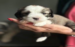 Tibetan Terrier dogs for sale: Gold Sable & White Tibetan Terrier Girl - Image 8