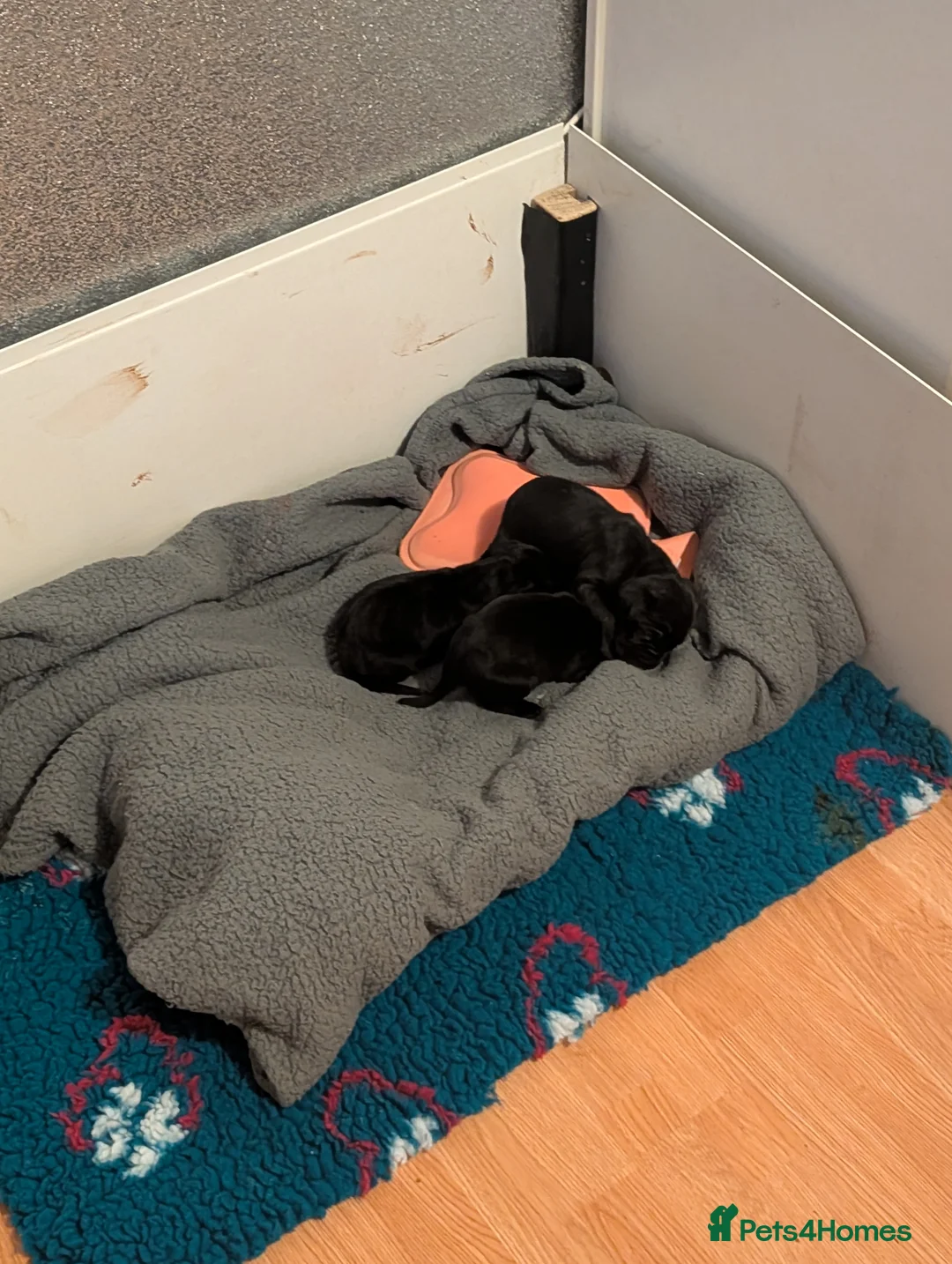 Cane Corso dogs for sale: Cane corso puppies  - Advert 14