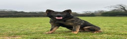 German Shepherd dogs for stud: Dark Sable German Shepherd for Stud in Monmouth - Advert 1