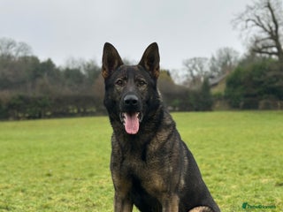 German Shepherd dogs in Monmouth - Advert 4