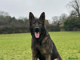 German Shepherd dogs Dark Sable German Shepherd for Stud in Monmouth - Advert 2