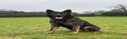 German Shepherd dogs for stud: Dark Sable German Shepherd for Stud in Monmouth - Advert 1