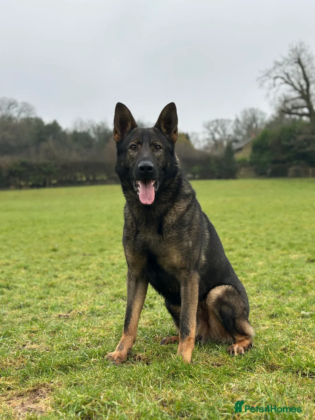 German Shepherd dogs for stud: Dark Sable German Shepherd for Stud in Monmouth - Advert 1