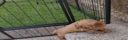 Sprocker dogs for sale: Sprocker puppies - Advert 15