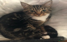 British Shorthair cats for sale: Mother & one kitten - Image 1
