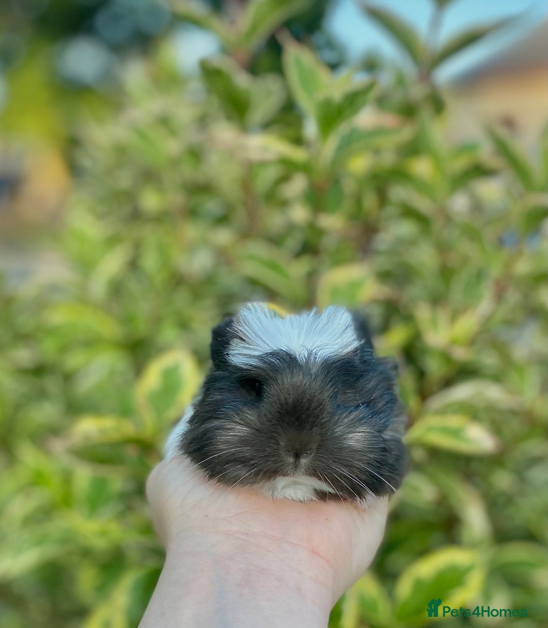 Guinea Pig rodents for sale: Long haired Guinea Pigs For Sale - Image 14