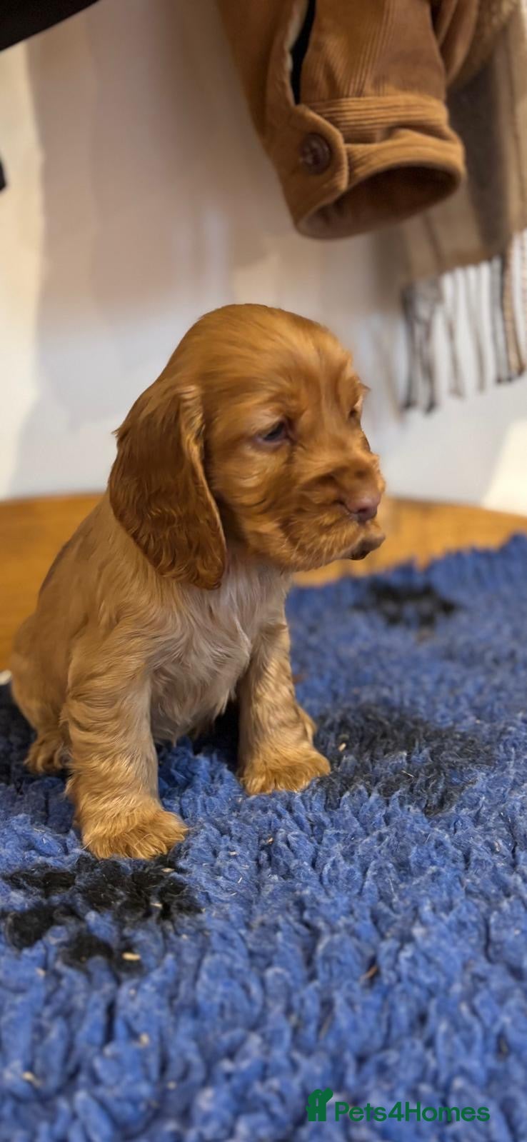 Cocker Spaniel dogs Stunning KC Cocker spaniels  - Advert 7