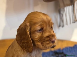 Cocker Spaniel dogs Stunning KC Cocker spaniels - Advert 7