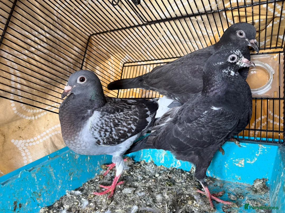 Pigeons birds for sale: Roller and flyer for sale in Dagenham - Advert 5