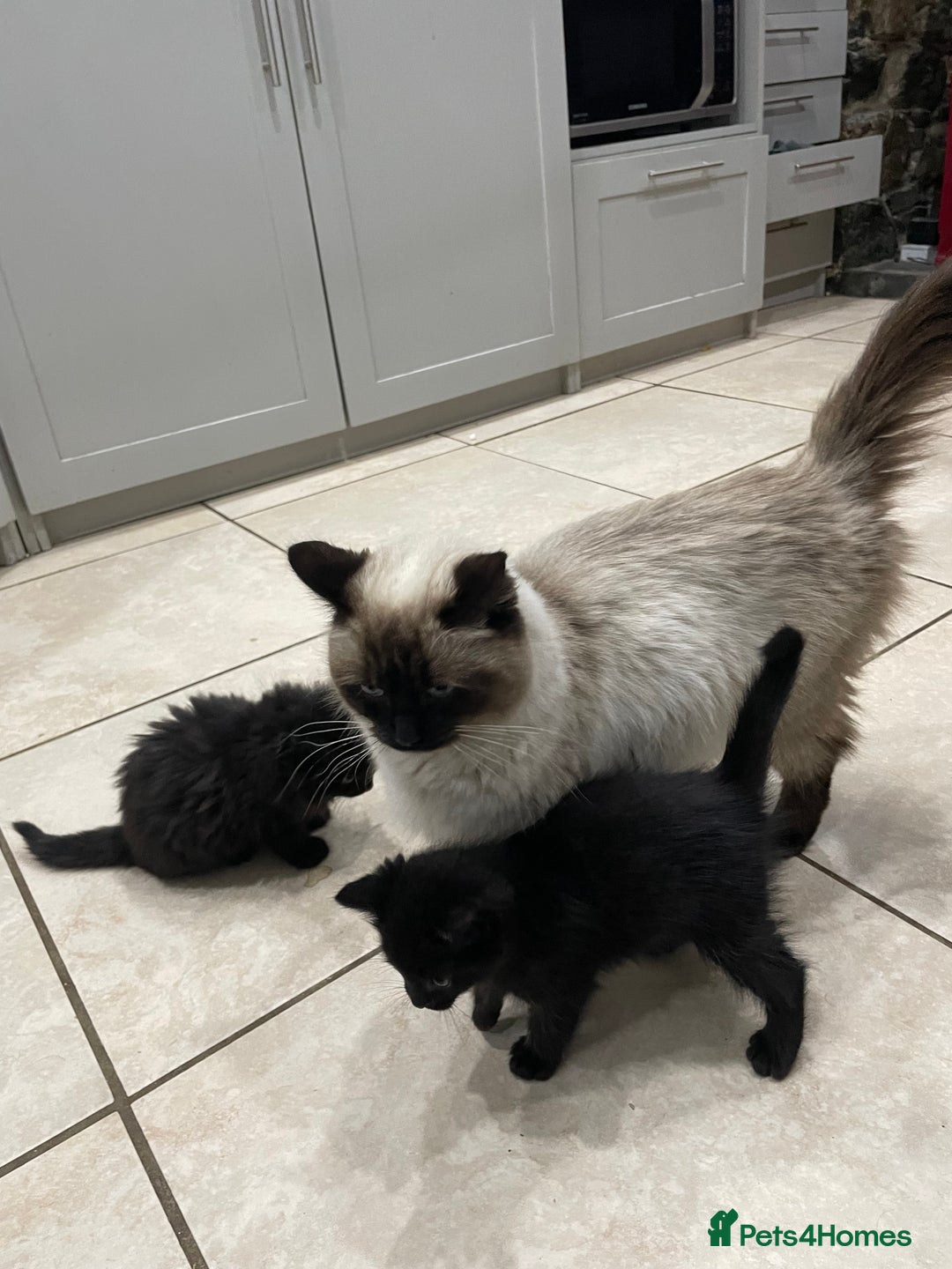 Mixed Breed cats for sale: Ragdoll cross kittens  - Advert 7