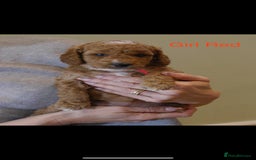 Cockapoo dogs for sale: Gorgeous F1 B cockapoos for sale - Image 9