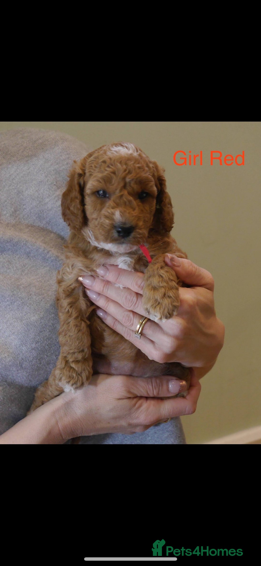 Cockapoo dogs for sale: Gorgeous F1 B cockapoos for sale - Image 9