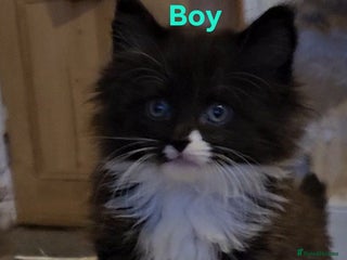 Maine Coon cats Perfect maine coon cross ragdoll - Advert 3