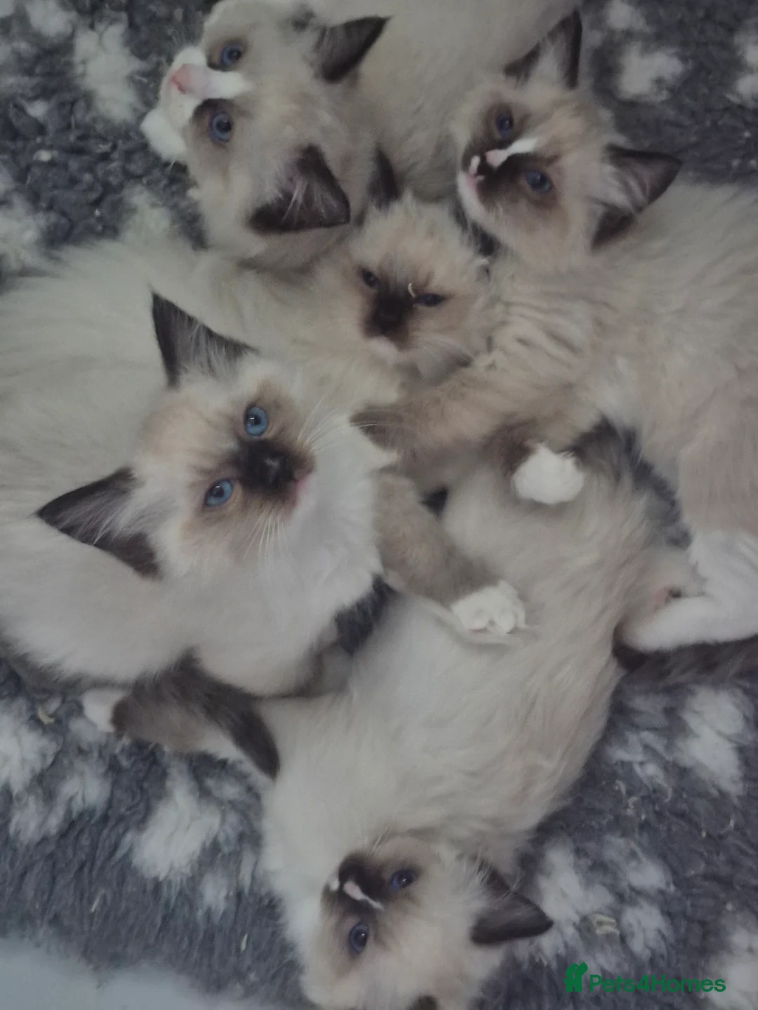Ragdoll cats for sale: GCCF Reg. Ragdoll kittens Champion lines in Bedford - Advert 22