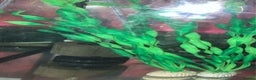 Axolotl reptiles for sale: Axolotl eggs  - Advert 1