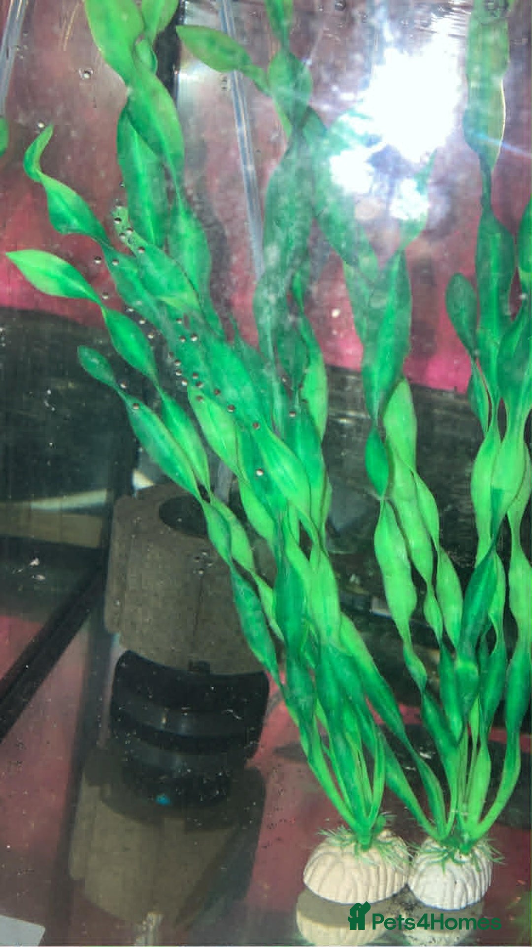 Axolotl reptiles for sale: Axolotl eggs  - Advert 1