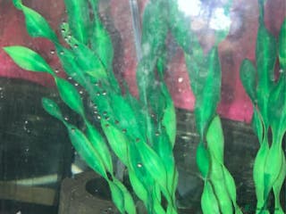 Axolotl reptiles Axolotl eggs - Advert 5