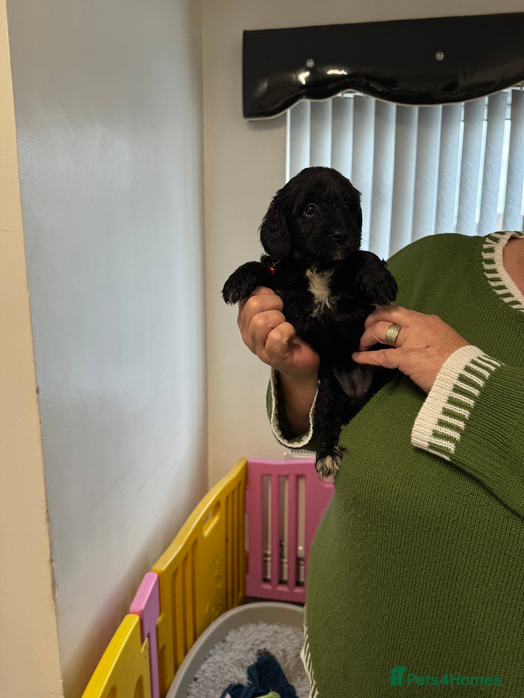 Cockapoo dogs for sale: ready now F1 cockerpoos - Image 6