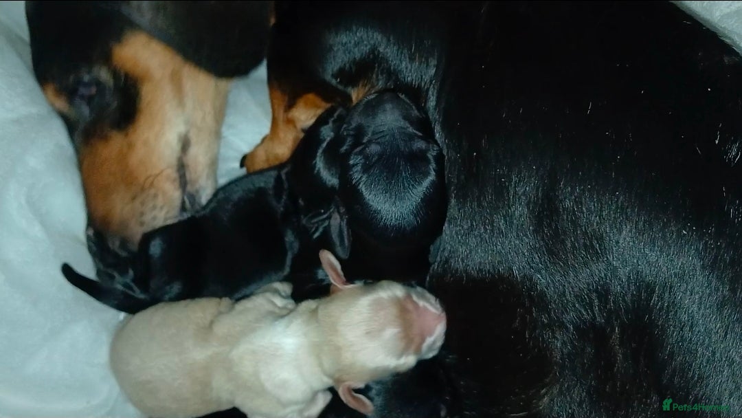 Dachshund dogs for sale: Daschounds LONG AND SHORT HAIRED  - Advert 12