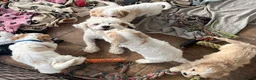 Cavachon dogs for sale: Cavachon puppies  - Advert 17