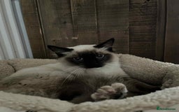 Ragdoll cats for sale: Colour point ragdoll - Image 2