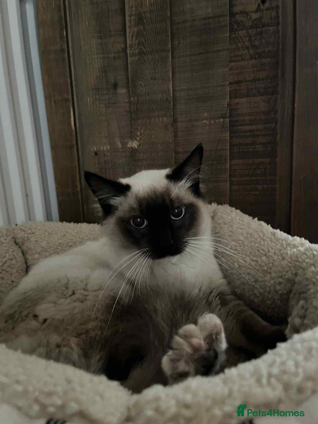 Ragdoll cats for sale: Colour point ragdoll - Image 2