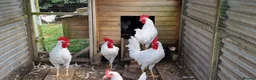 Chickens poultry for sale: LEGHORN  in Verwood - Advert 1