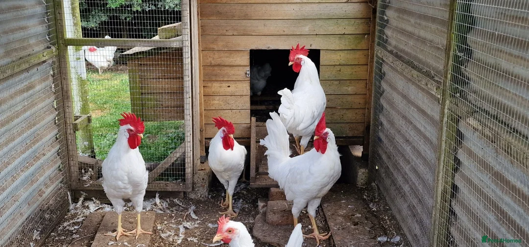 Chickens poultry for sale: LEGHORN  in Verwood - Advert 1