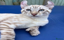 Keetso cats for sale: The best Keetso boy ever  - Image 10