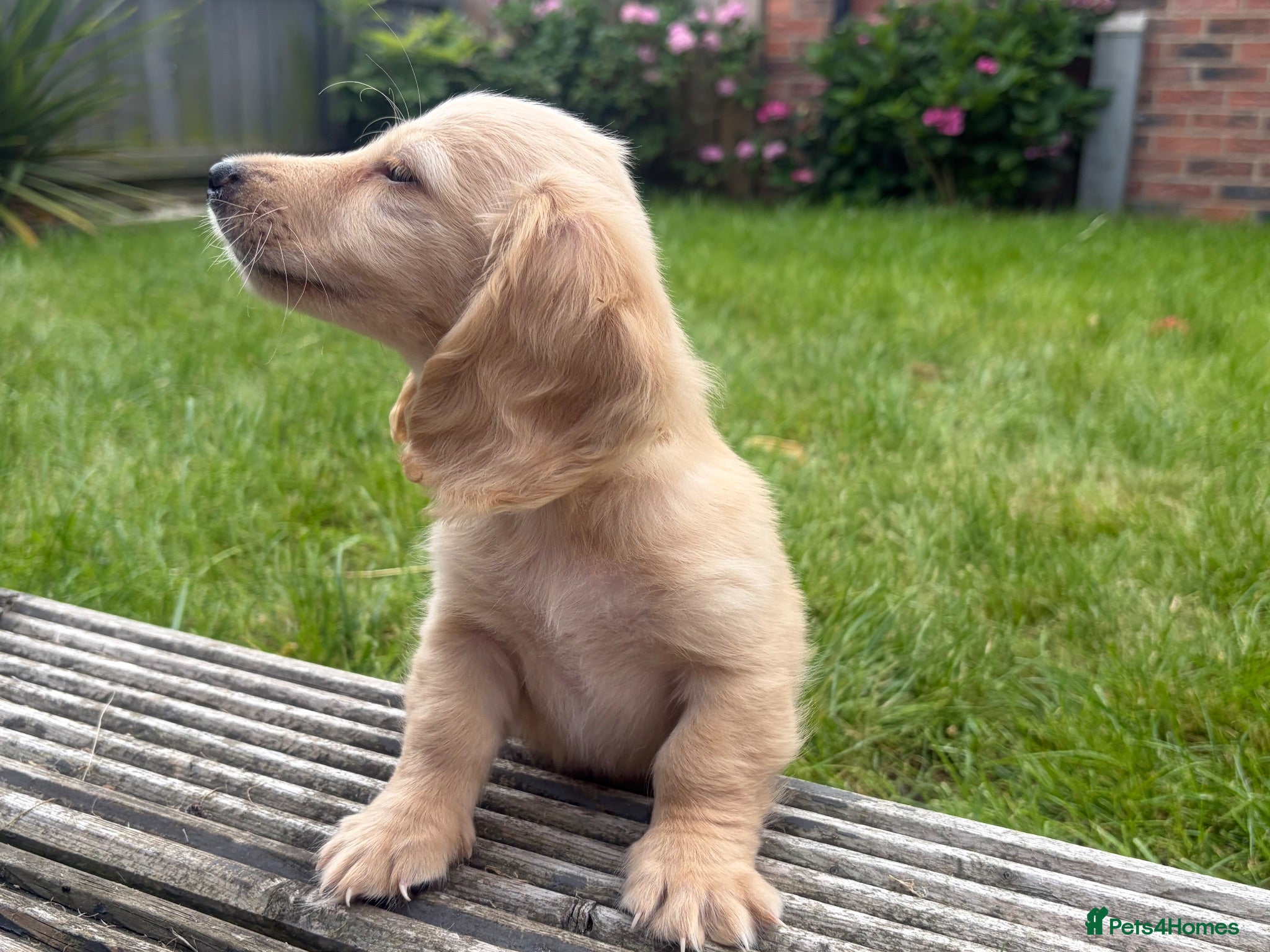 Miniature Dachshund dogs LAST ONE Long coat Cream miniature dachshunds - Advert 13