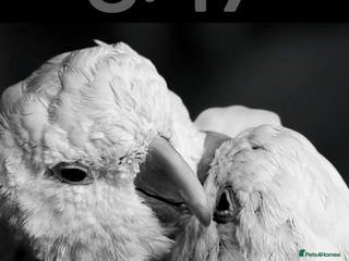 Cockatoo birds My Beautiful Hand Raised Boys - Advert 1