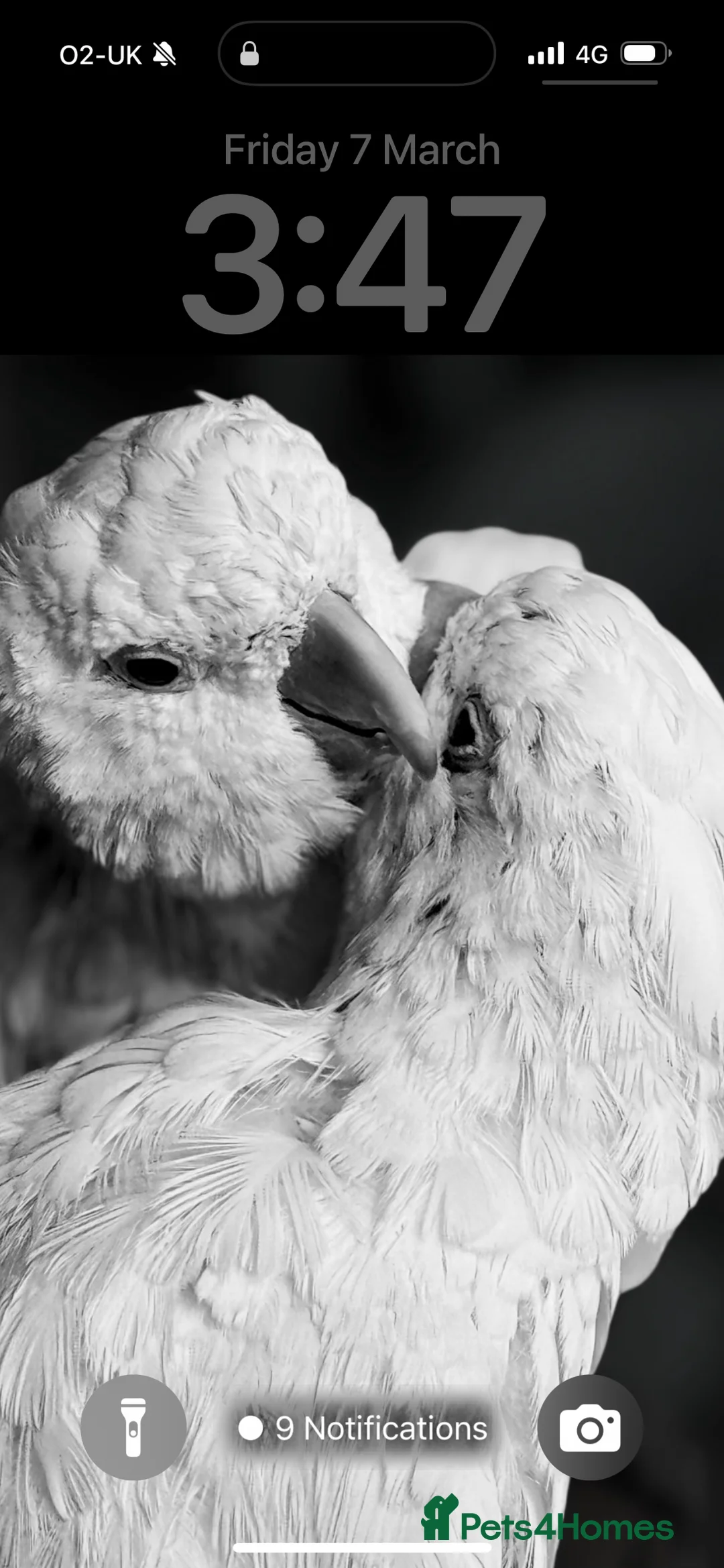 Cockatoo birds for sale: My Beautiful Hand Raised Boys  - Advert 1