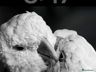 Cockatoo birds My Beautiful Hand Raised Boys - Advert 2