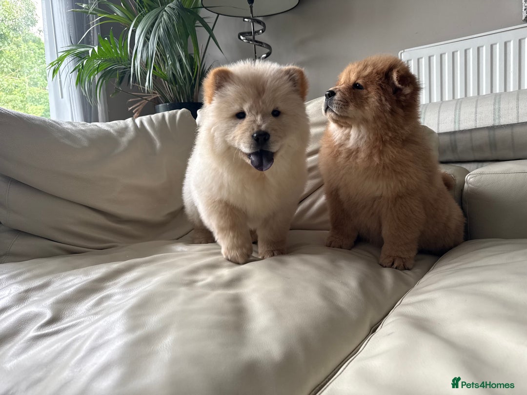 Chow Chow dogs for sale: Chow chow last 1 red female in picture  - Image 15