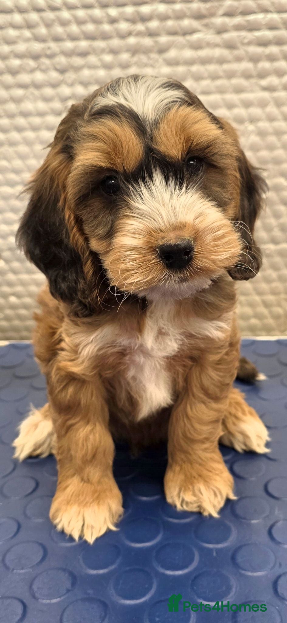 Cockapoo dogs Stunning F1 Cockapoo puppys  - Advert 9